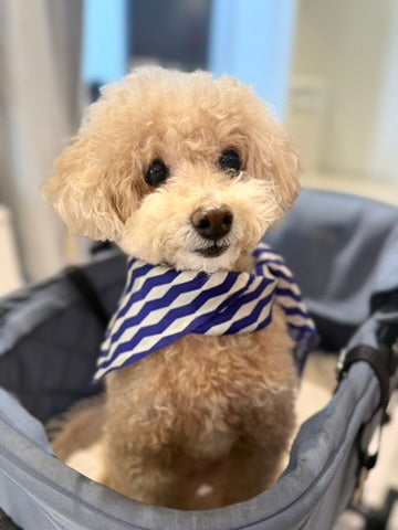 How to Dress Up Your Dog for Their Dog Friend’s Birthday Party