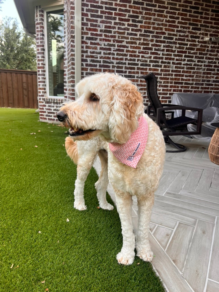 How to Dress a Dog at a Wedding
