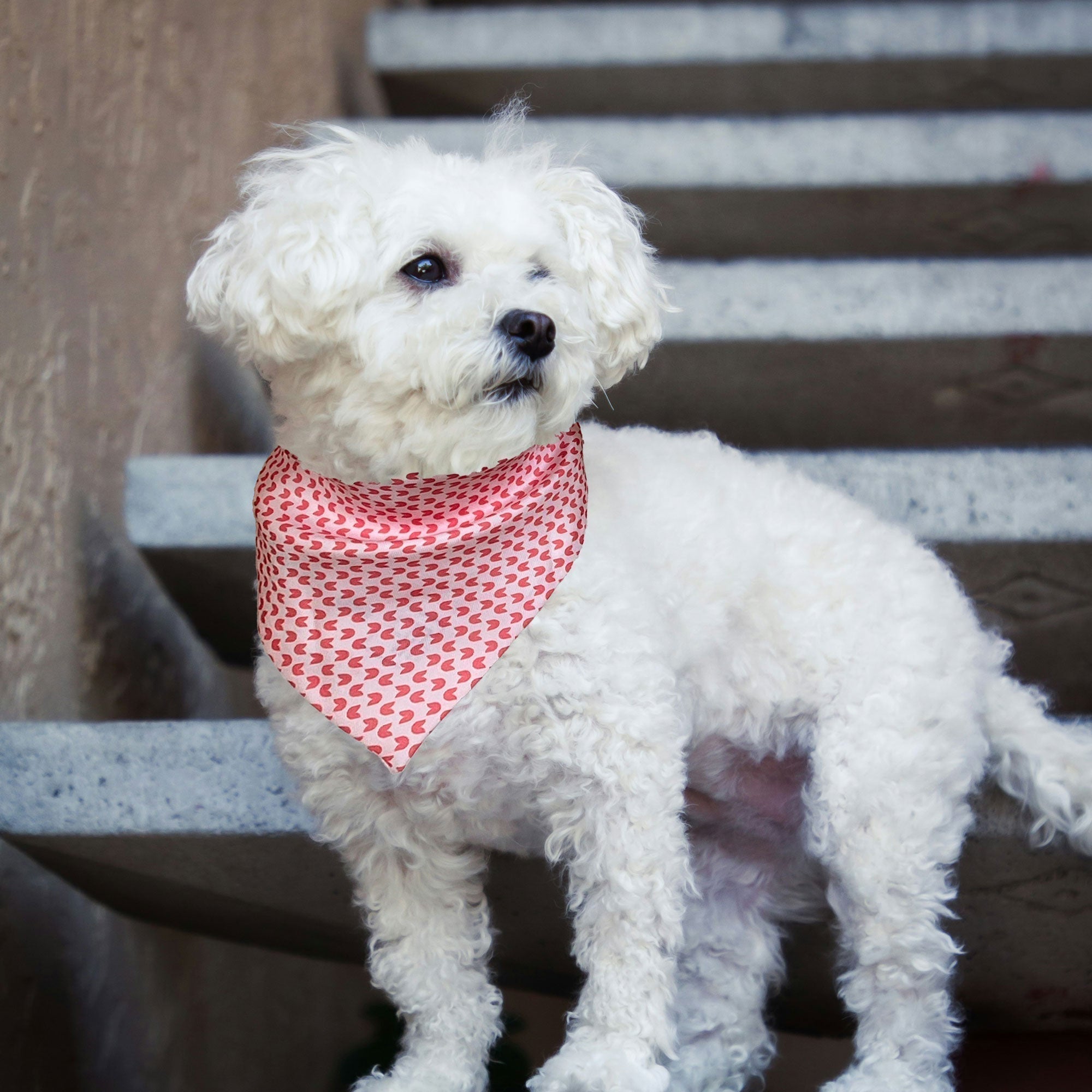 The Best Fabrics for Dog Bandanas: Why Silk Is Worth It