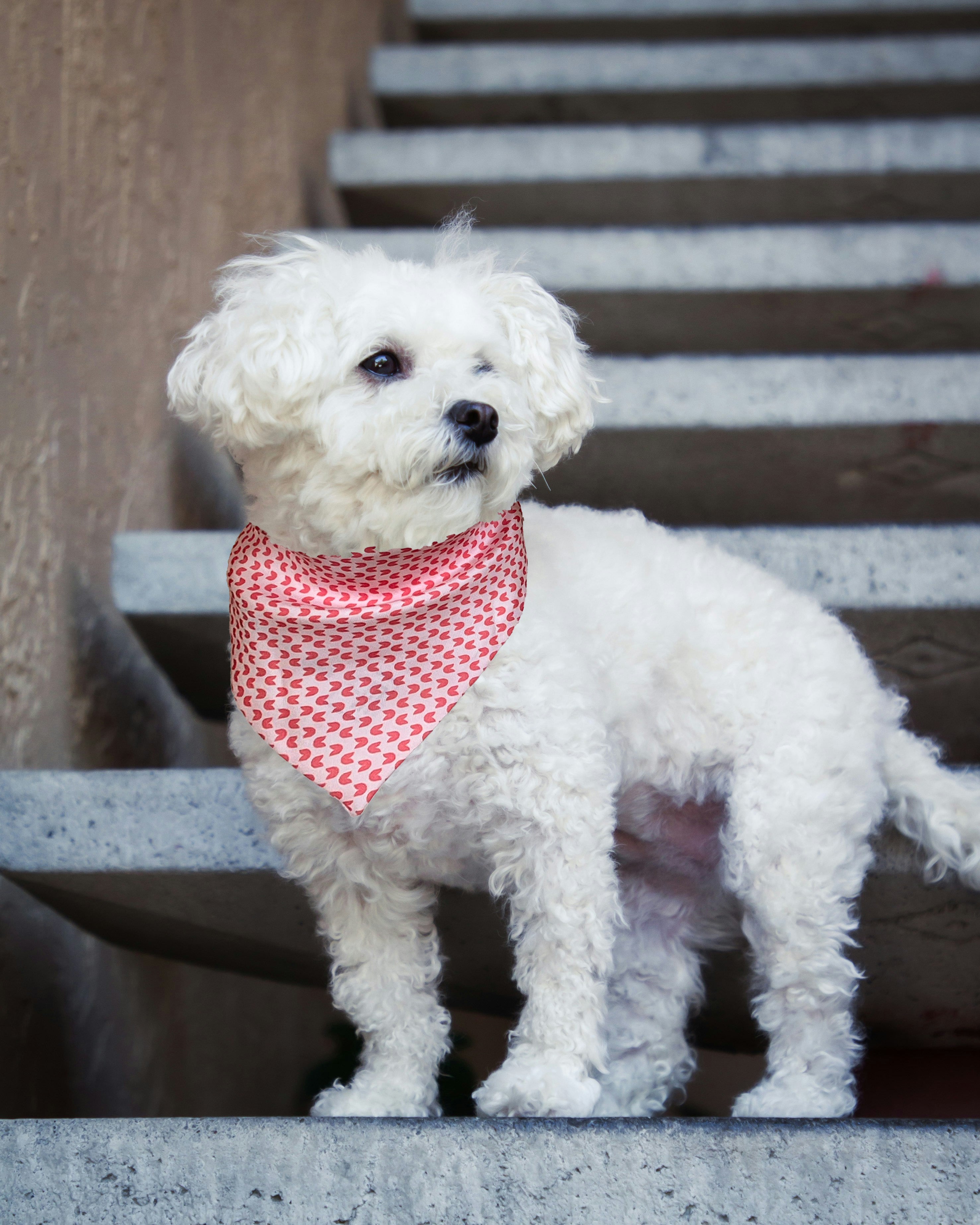How to Style Your Dog for Photoshoots